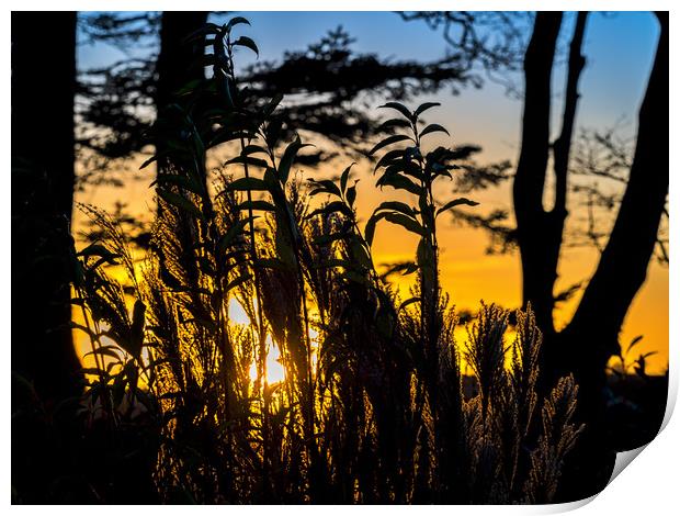 Sunset Silhouette, Pembrokeshire, Wales, UK Print by Mark Llewellyn