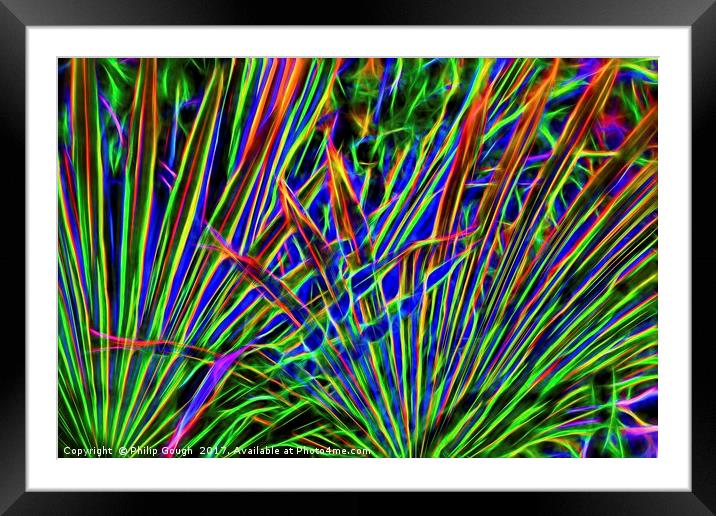 Blazing Grasses Framed Mounted Print by Philip Gough