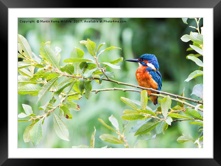 Kingfisher in The Bush Framed Mounted Print by Martin Kemp Wildlife