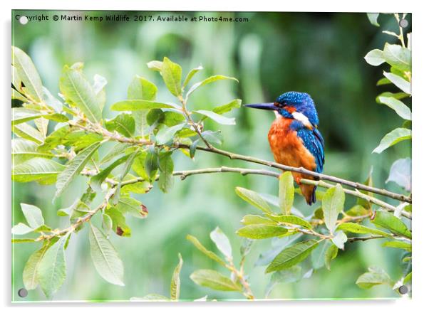 Kingfisher in The Bush Acrylic by Martin Kemp Wildlife