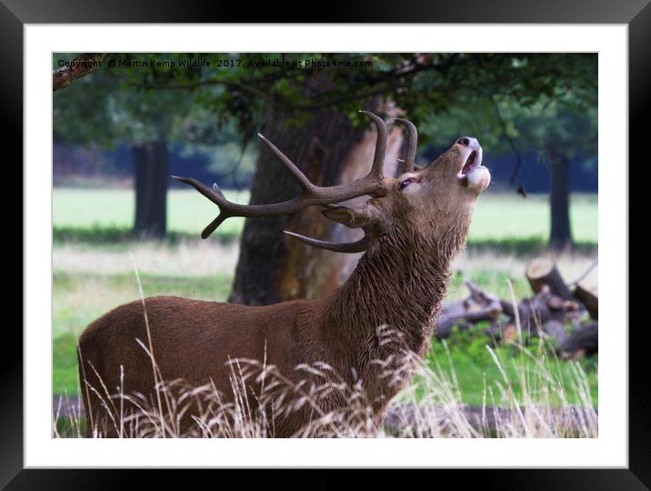 Roaring Stag Framed Mounted Print by Martin Kemp Wildlife