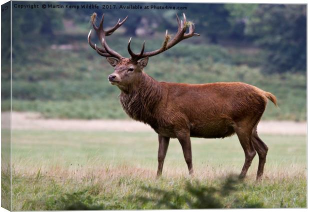 Majestic Red Deer Canvas Print by Martin Kemp Wildlife