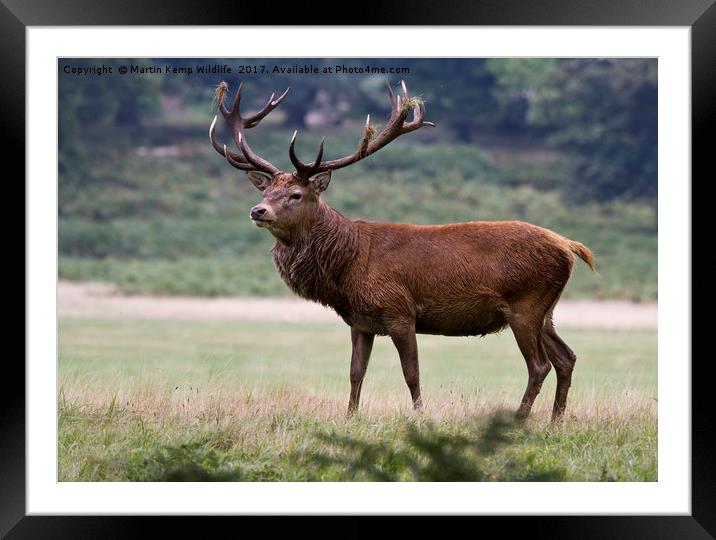 Majestic Red Deer Framed Mounted Print by Martin Kemp Wildlife