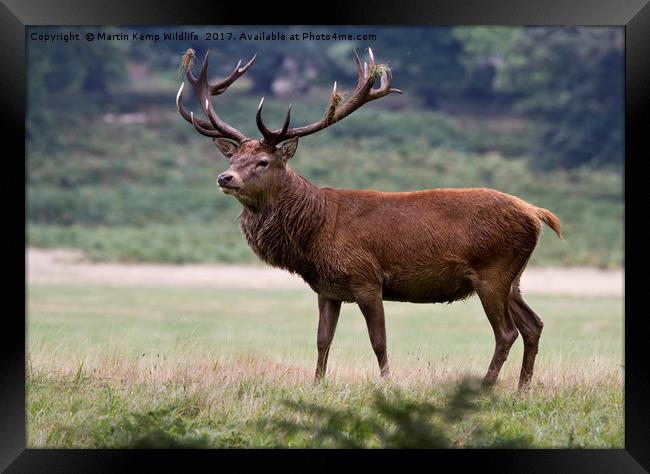 Majestic Red Deer Framed Print by Martin Kemp Wildlife