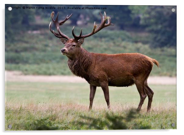 Majestic Red Deer Acrylic by Martin Kemp Wildlife