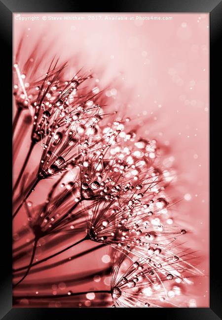Misty Dandelion Framed Print by Steve Whitham