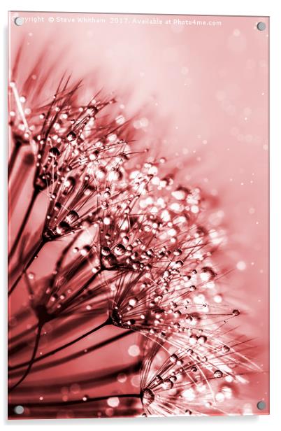 Misty Dandelion Acrylic by Steve Whitham
