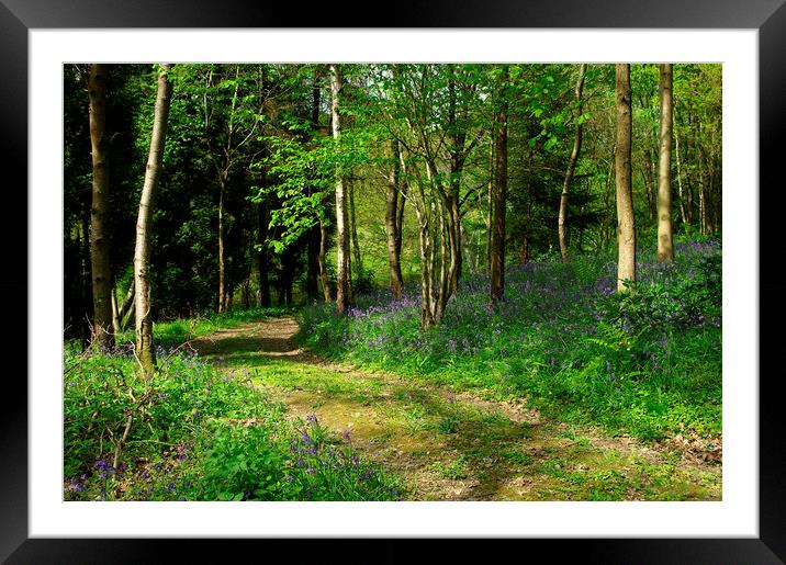 Bluebell Woods in Sussex Framed Mounted Print by Alan Barnes