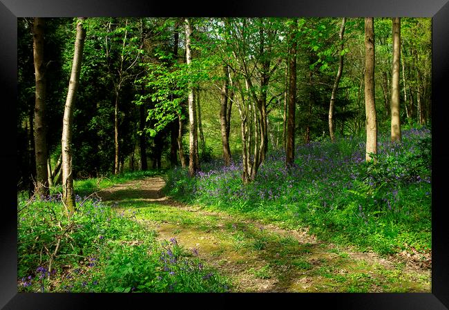 Bluebell Woods in Sussex Framed Print by Alan Barnes