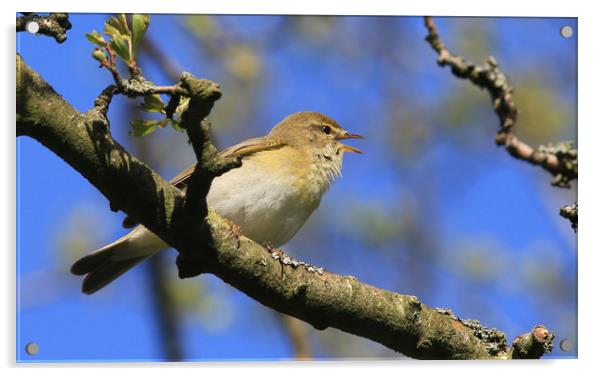 Willow Warbler Acrylic by Linda Lyon