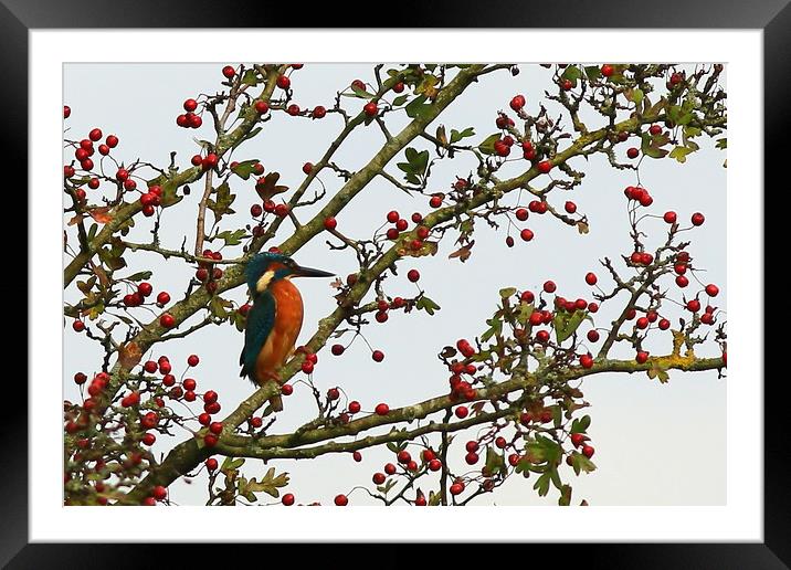 Kingfisher in Hawthorn tree............small sizes Framed Mounted Print by Linda Lyon