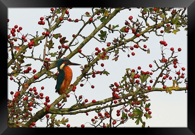 Kingfisher in Hawthorn tree............small sizes Framed Print by Linda Lyon