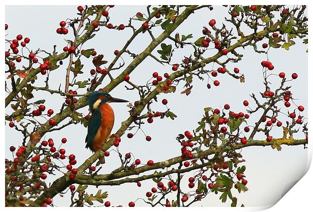 Kingfisher in Hawthorn tree............small sizes Print by Linda Lyon