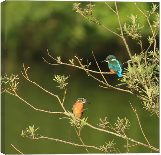 Two Kingfishers in Willow tree Canvas Print by Linda Lyon