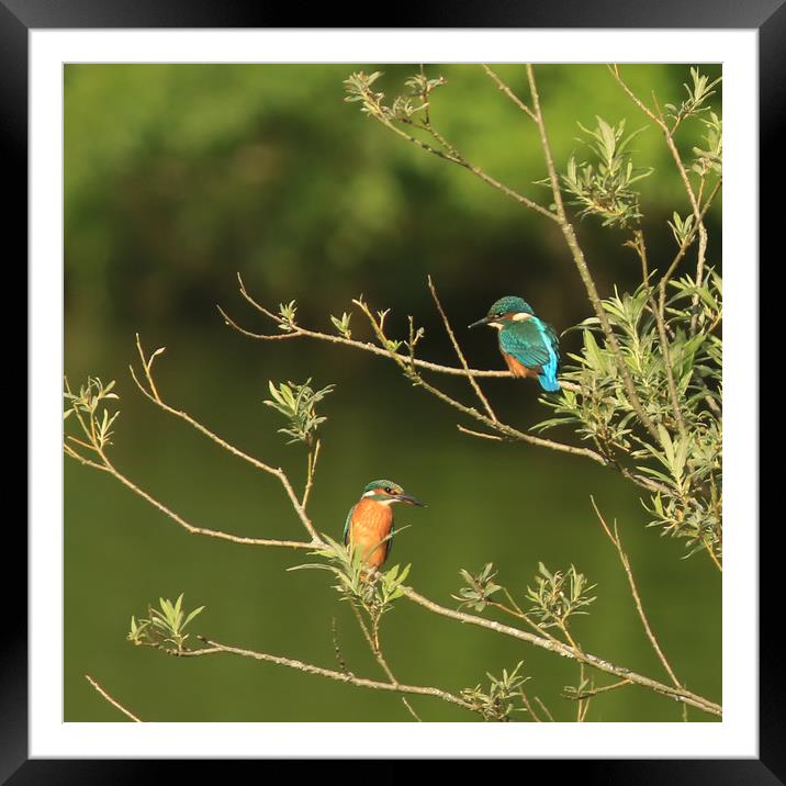 Two Kingfishers in Willow tree Framed Mounted Print by Linda Lyon