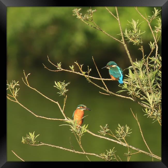 Two Kingfishers in Willow tree Framed Print by Linda Lyon