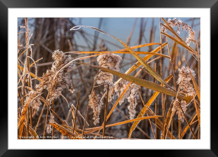 Frozen Reeds Framed Mounted Print by Ann Mitchell