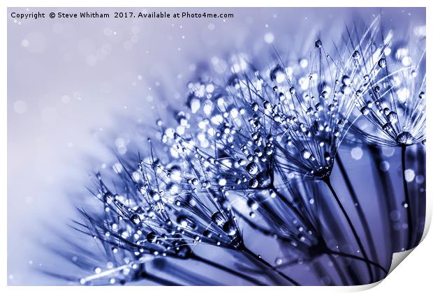 Dandelion with Water Mist Print by Steve Whitham