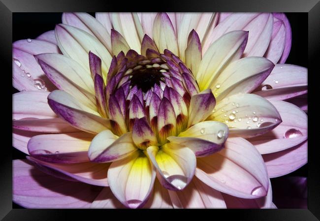 Dahlia flower,single bloom Framed Print by Joy Walker