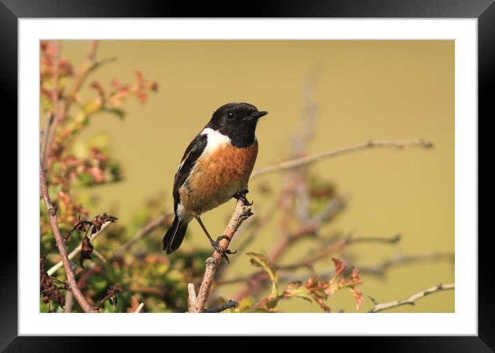 Male Stonechat perched.    small sizes Framed Mounted Print by Linda Lyon