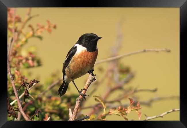 Male Stonechat perched.    small sizes Framed Print by Linda Lyon