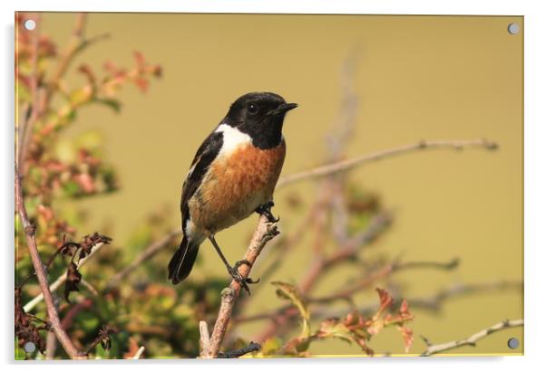 Male Stonechat perched.    small sizes Acrylic by Linda Lyon