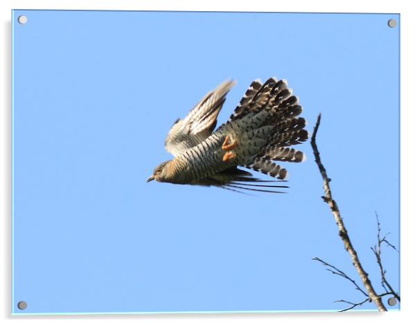 Cuckoo taking off Acrylic by Linda Lyon