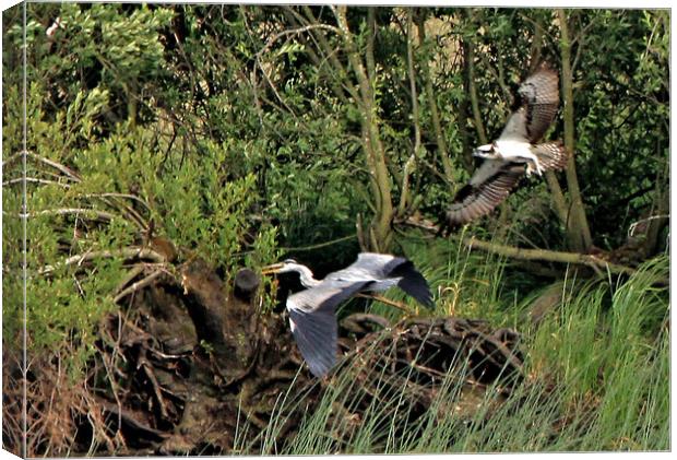 Osprey Chasing Grey Heron Canvas Print by Linda Lyon