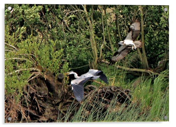 Osprey Chasing Grey Heron Acrylic by Linda Lyon