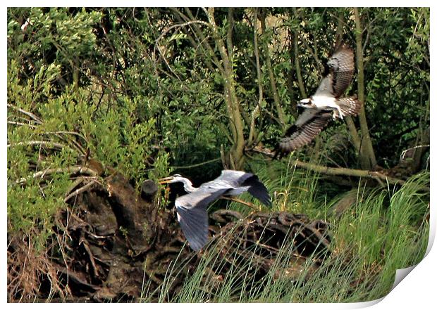 Osprey Chasing Grey Heron Print by Linda Lyon