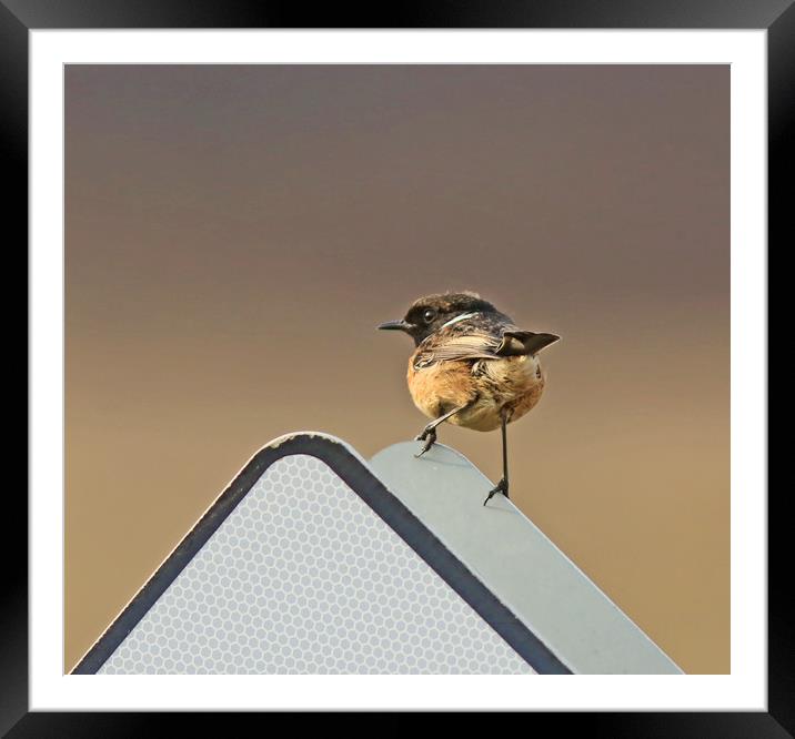 Stonechat on road sign Framed Mounted Print by Linda Lyon