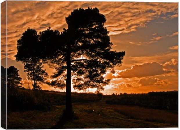 Sunset on Ashdown Forest,Sussex Canvas Print by Alan Barnes