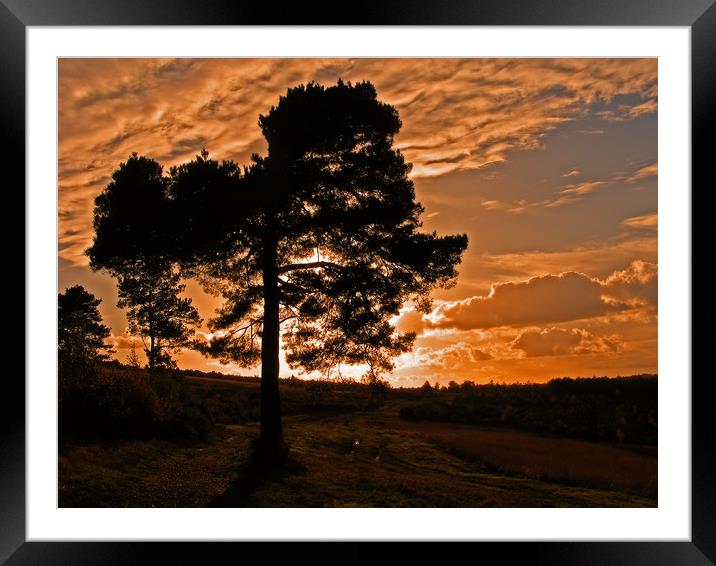 Sunset on Ashdown Forest,Sussex Framed Mounted Print by Alan Barnes
