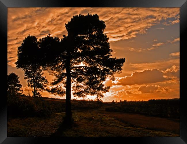 Sunset on Ashdown Forest,Sussex Framed Print by Alan Barnes