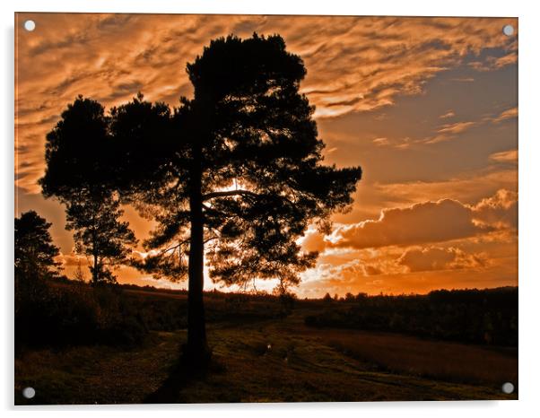 Sunset on Ashdown Forest,Sussex Acrylic by Alan Barnes