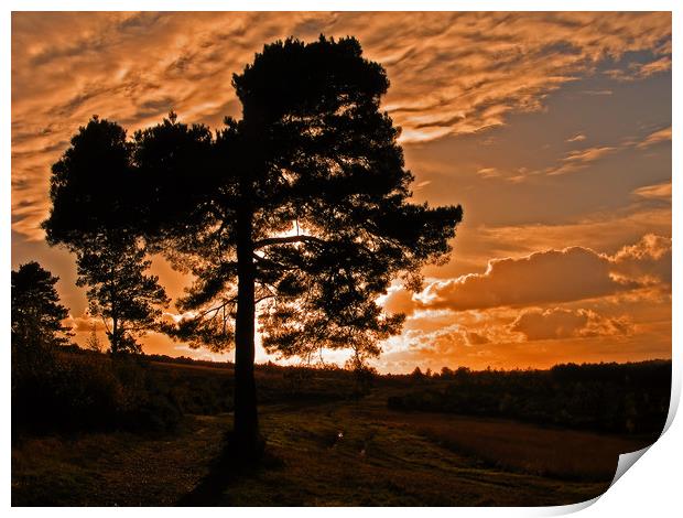 Sunset on Ashdown Forest,Sussex Print by Alan Barnes