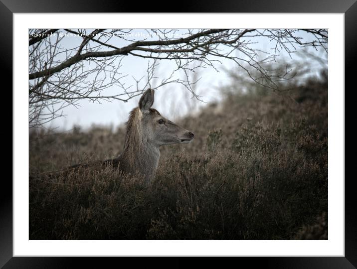 Camouflage Wild Red Deer Framed Mounted Print by rawshutterbug 