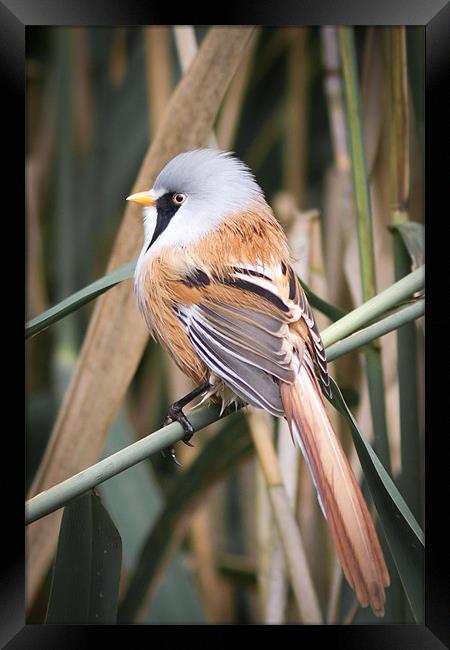 Bearded Tit Framed Print by Simon Wrigglesworth