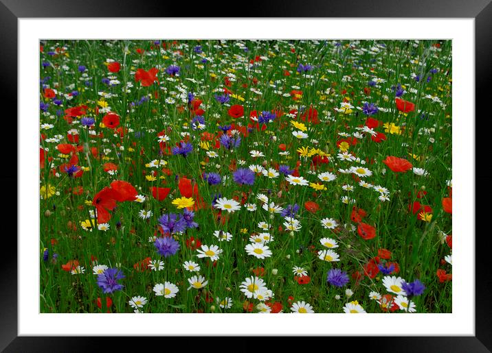 English meadow flowers Framed Mounted Print by Alan Barnes