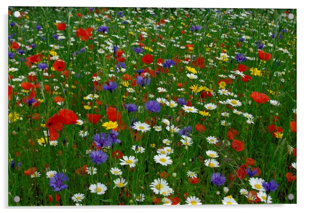 English meadow flowers Acrylic by Alan Barnes