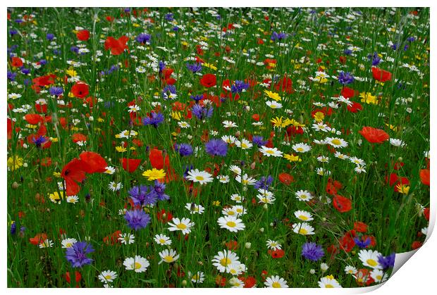 English meadow flowers Print by Alan Barnes