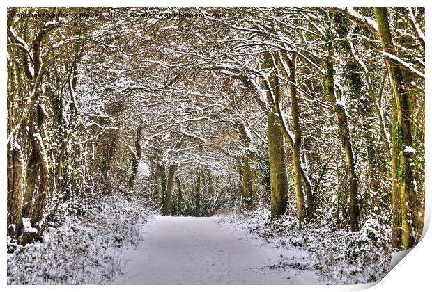 Winter in Essex Print by Diana Mower