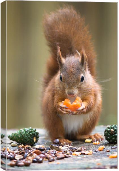 Red Squirrel Canvas Print by Simon Wrigglesworth