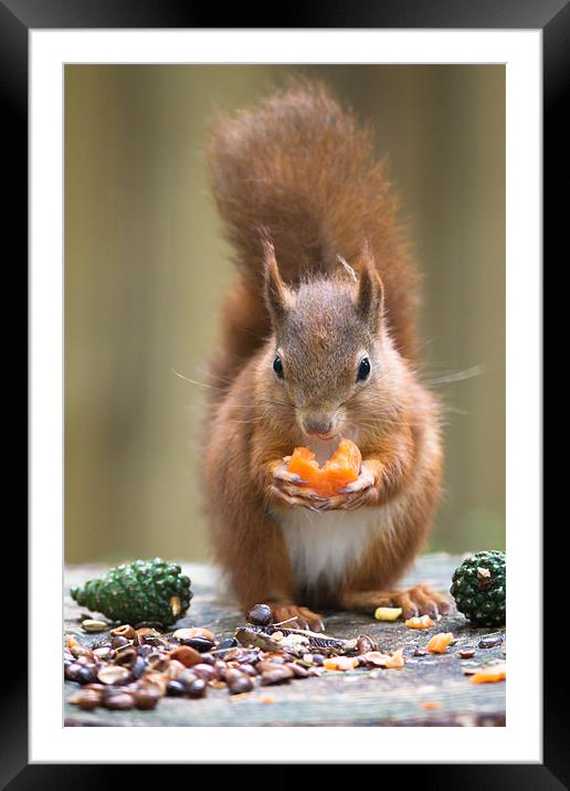Red Squirrel Framed Mounted Print by Simon Wrigglesworth
