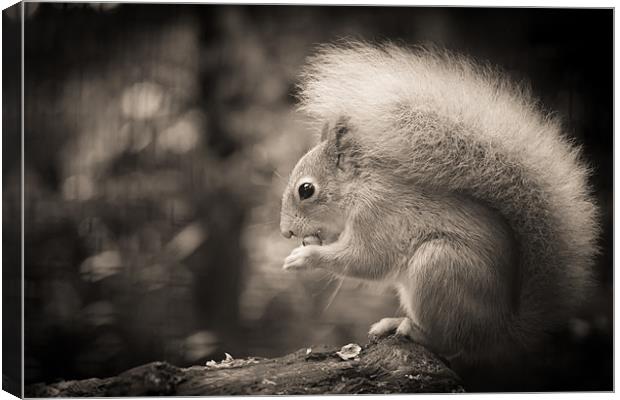 Red Squirrel - Sepia Canvas Print by Simon Wrigglesworth