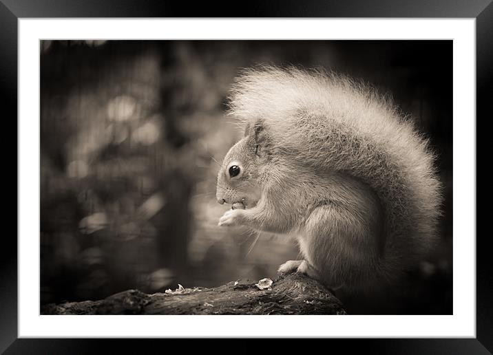 Red Squirrel - Sepia Framed Mounted Print by Simon Wrigglesworth