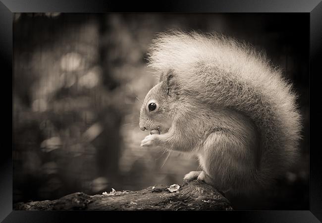 Red Squirrel - Sepia Framed Print by Simon Wrigglesworth