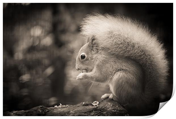 Red Squirrel - Sepia Print by Simon Wrigglesworth