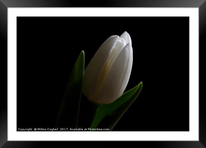 Into The Light Framed Mounted Print by Milton Cogheil
