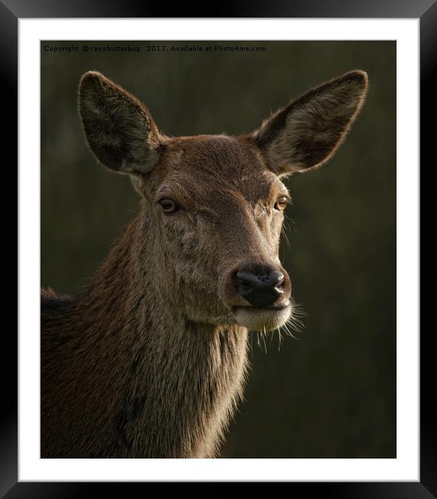 Portrait Of A Wild Red Deer Framed Mounted Print by rawshutterbug 